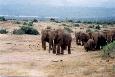 Addo Elefant Park