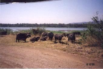 Buffels, Krugerpark