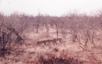 4 Cheetah's met een prooi, Krugerpark