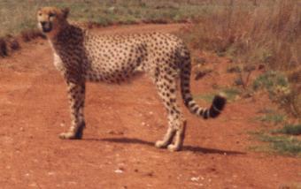 Cheetah, Rhino & Lion reserve