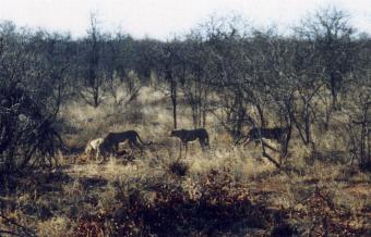 Cheetah's op herhaling, Krugerpark