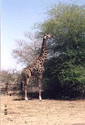 Giraffe, Krugerpark