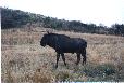 Gnoe (Wildebeest), Pilanesberg