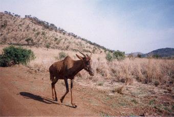 (Lelijk) Hartebeest, Pilanesberg