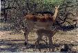 Impala, Pilanesberg