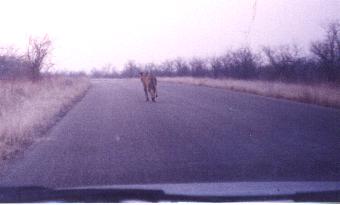 Leeuw voordat we hem aanreden, Krugerpark