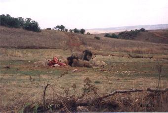 Tussendoortje, Rhino & Lion reserve