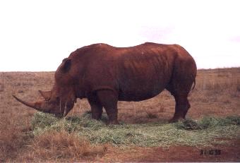 White Rhino, Rhino & Lion reserve