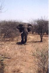 Olifant, Krugerpark