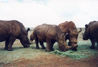 White Rhino, Rhino & Lion reserve