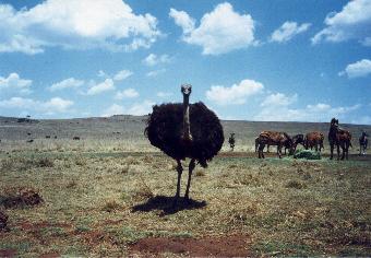 Ostrich, Rhino & Lion reserve