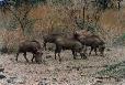 Warthogs, Pilanesberg