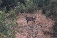 Waterbok, Pilanesberg