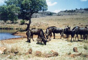 Wildebees, Rhino & Lion reserve